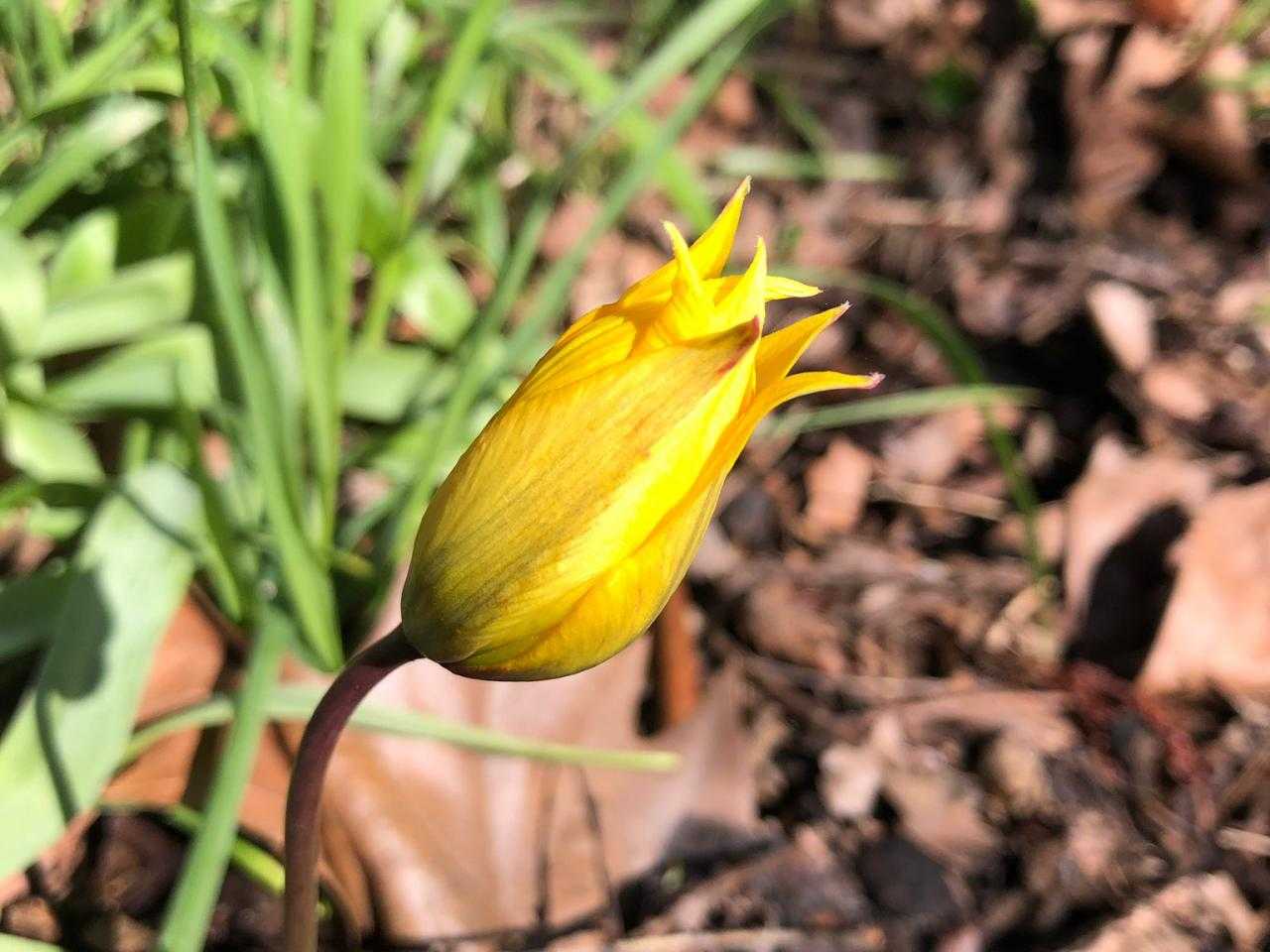 Bloem