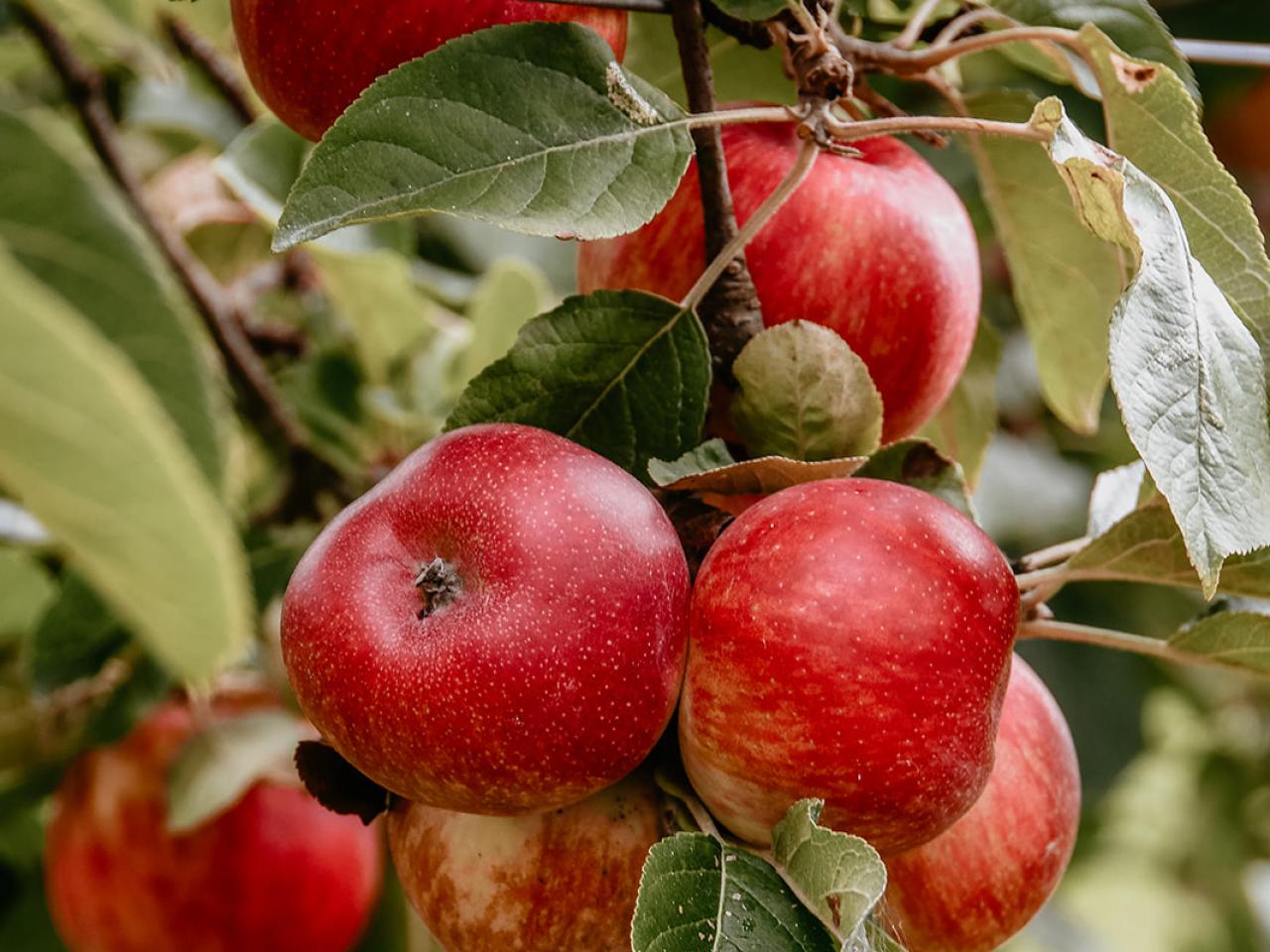 Appels