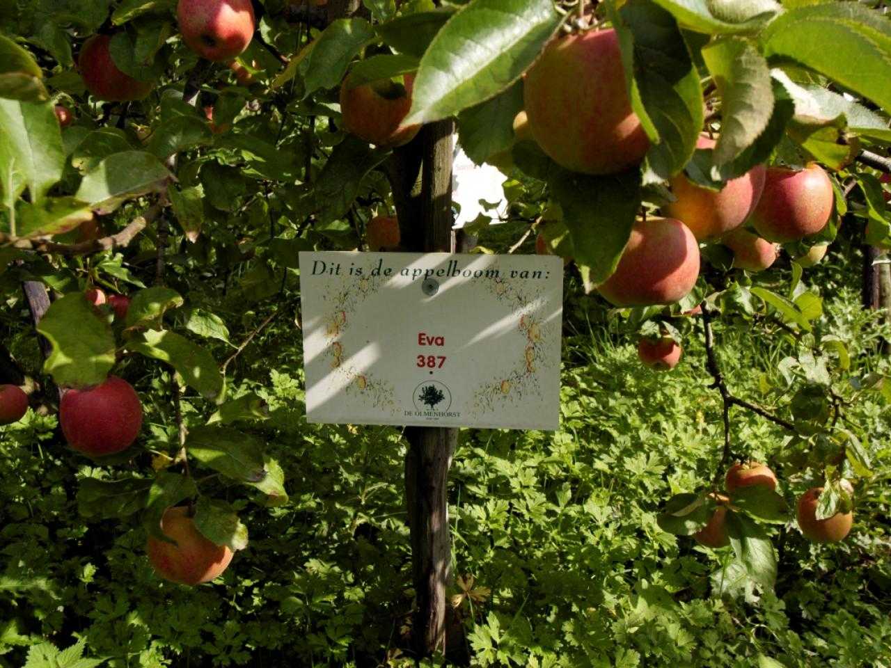 Appelboom bij Landgoed de Olmenhorst