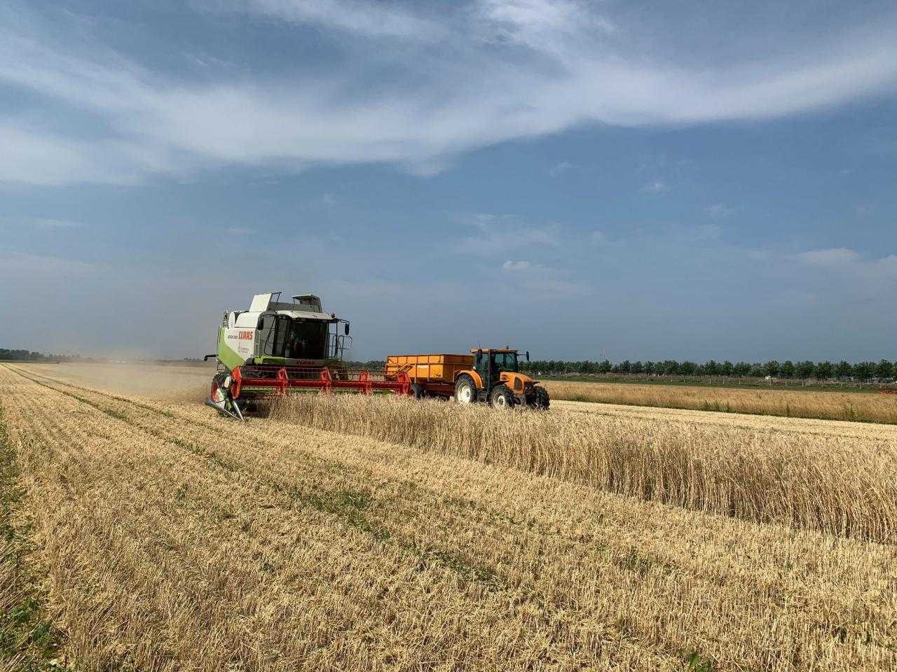 Tractor die graan teelt