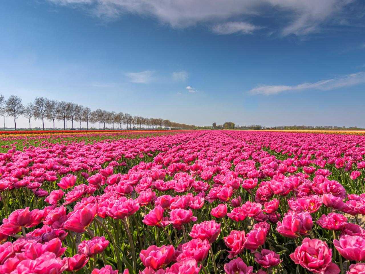 Bloemen in Haarlemmermeer