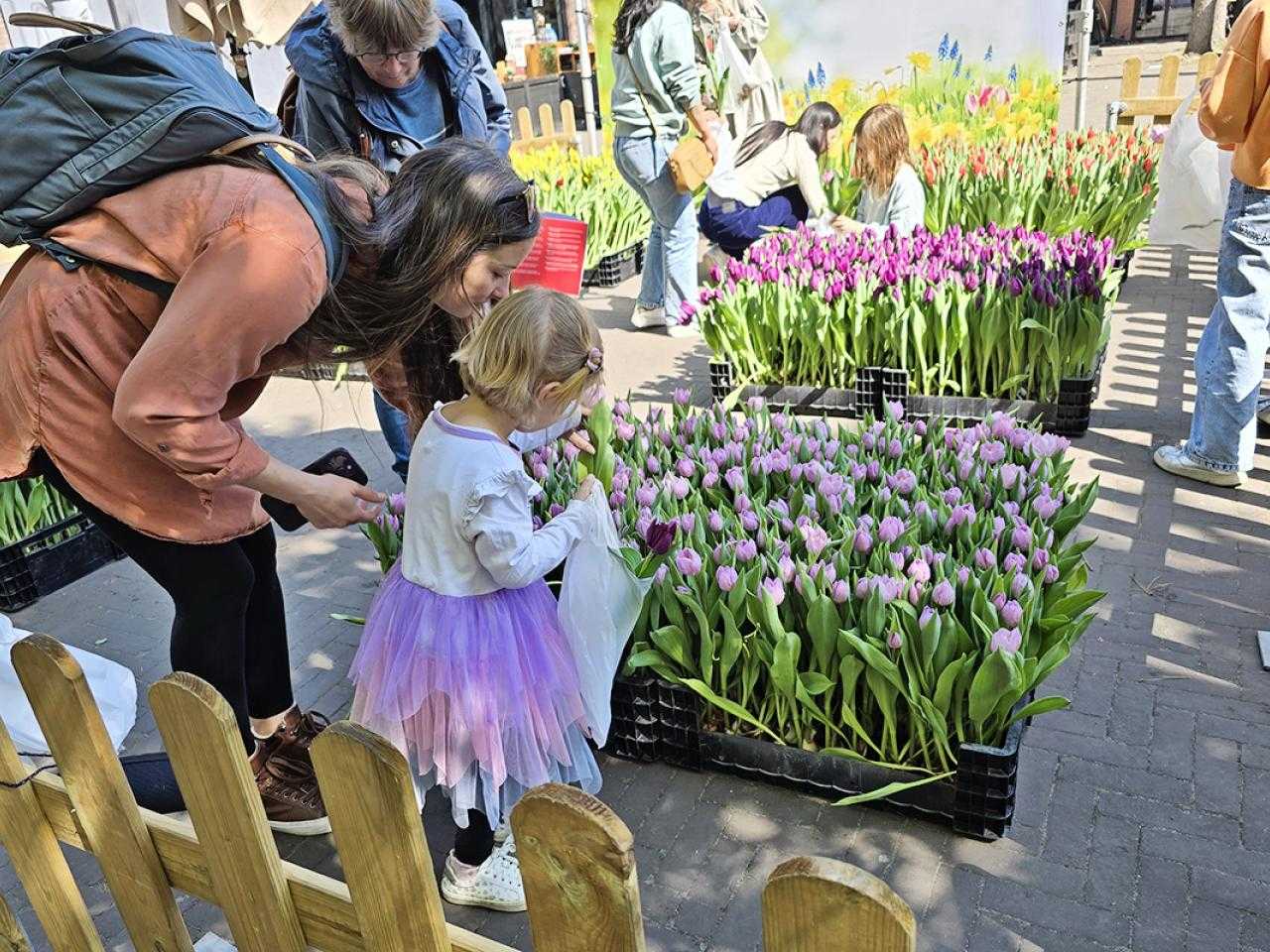 Tulpenpluktuin