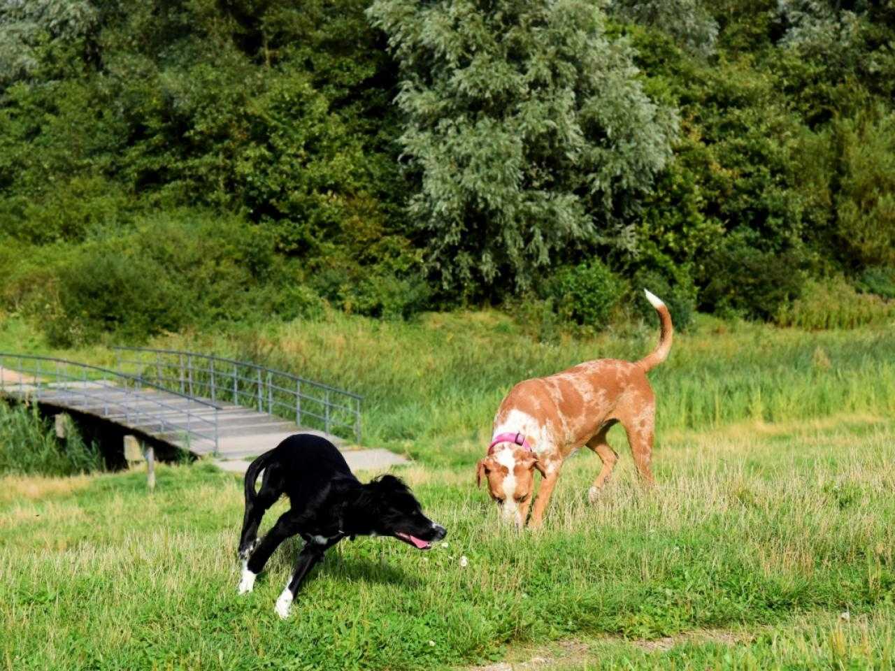 Spelende honden in Venneperhout