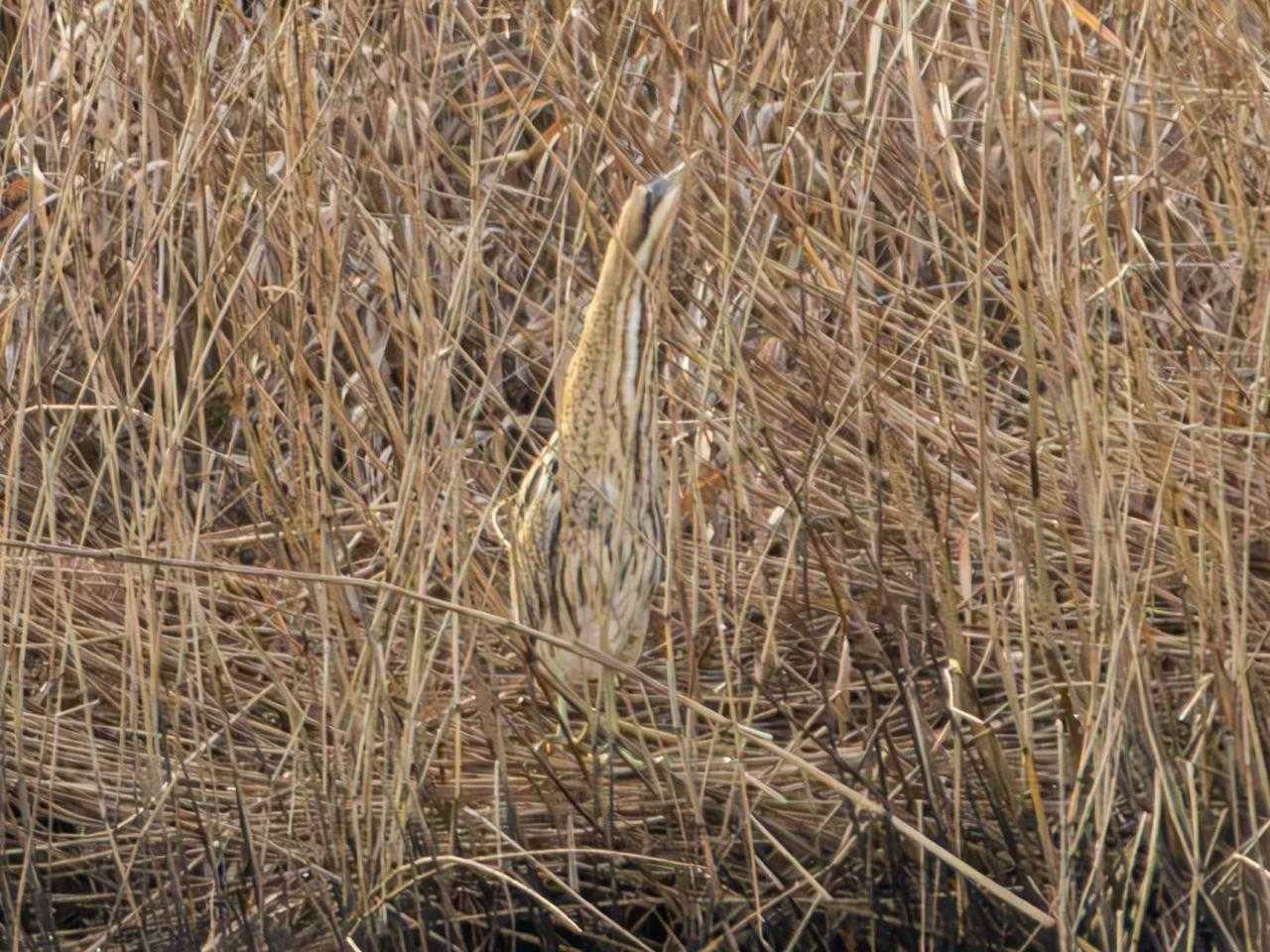 Vroege vogel wandeling